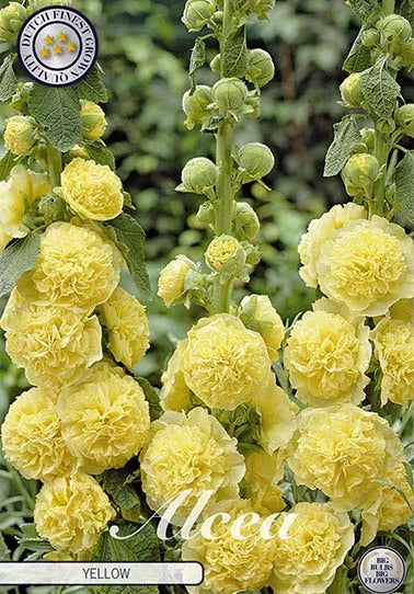 Hollyhock - Yellow