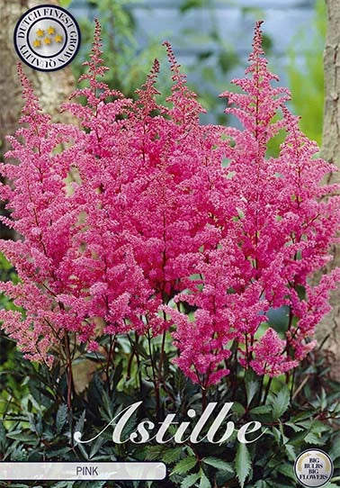 Astilbe - Pink