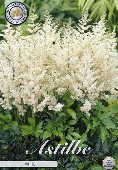 Astilbe - White