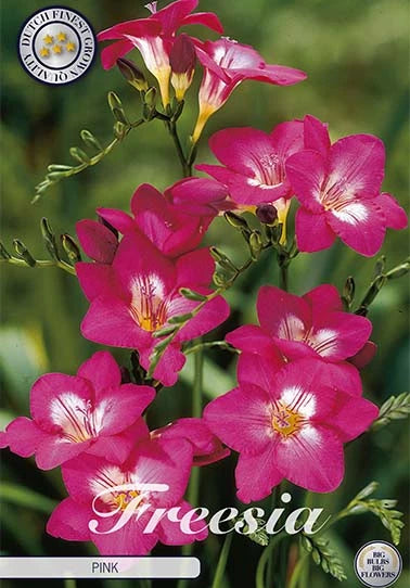 Freesia - Single Pink