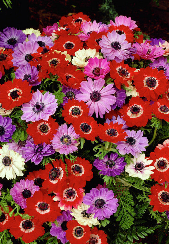 Anemone - St. Brigid - 50 pce