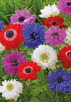 Anemone - St. Brigid - 50 pce