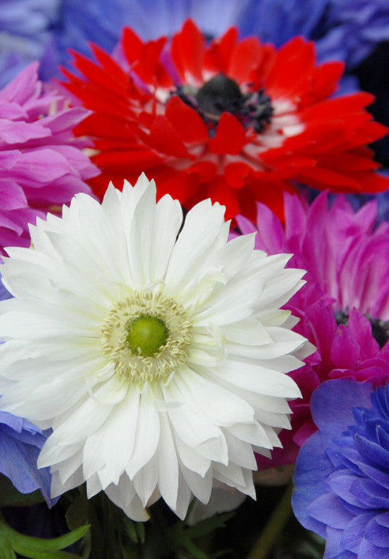 Anemone - St. Brigid - 50 pce