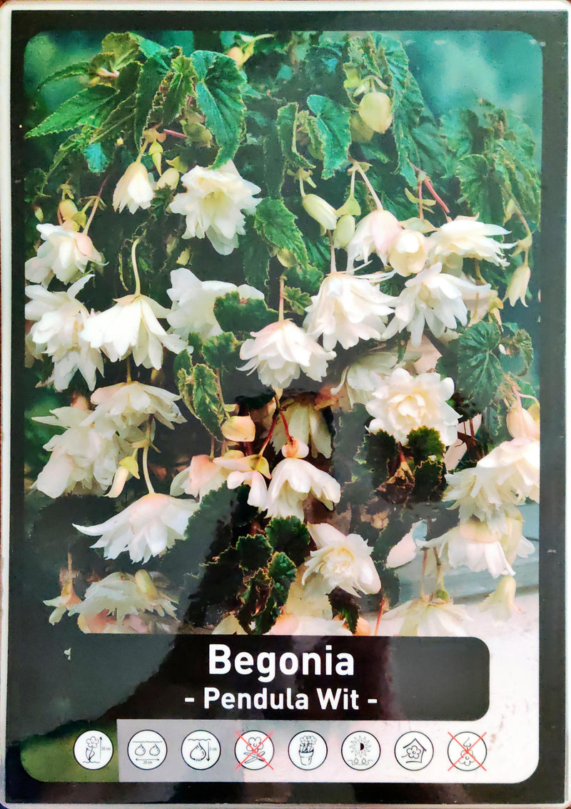 Begonia - Bertini Santa Barbara