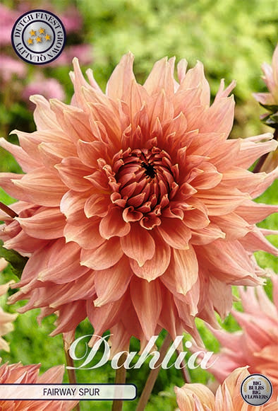 Dahlia - Fairway Spur