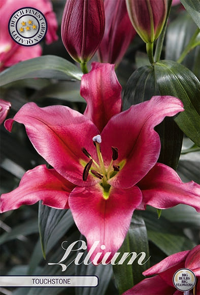 Lilium - Oriental Touchstone x2