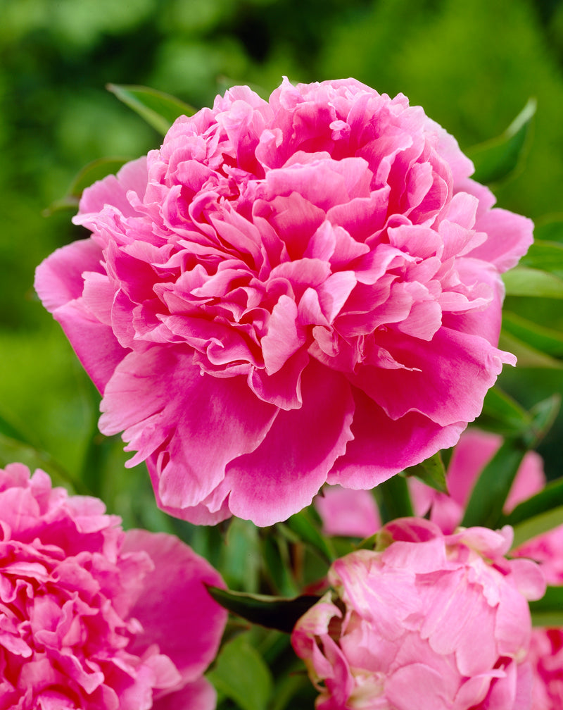 Peony - Jacorma - 3/5 eyes